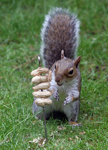 Squirrel with Nuts © Brian Snelson Squirrel with Nuts