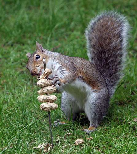 Squirrel with Nuts in Action © Brian Snelson Squirrel with Nuts in Action